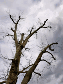 9/9/26! A TREE WITHOUT LEAVES! 9/9/26! A TREE WITHOUT LEAVES!